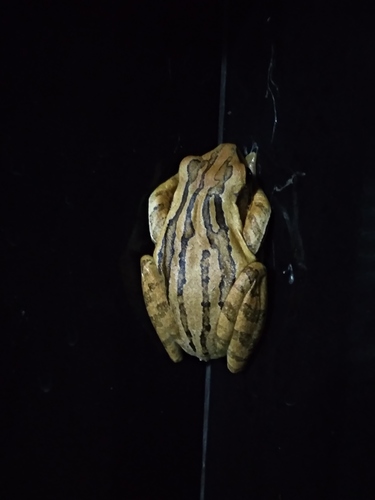 Common Southeast Asian Tree Frog, photo 5 of 10