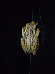 Java Whipping Frog photo 5