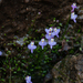 Utricularia warburgii - Photo (c) 曾云保, algunos derechos reservados (CC BY-NC), subido por 曾云保