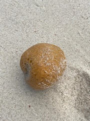Cinachyrella