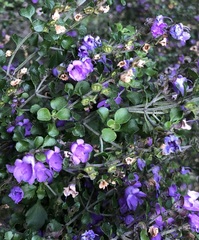 Prostanthera rotundifolia