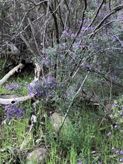 Prostanthera rotundifolia