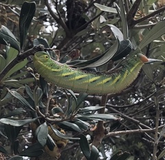 Coequosa triangularis