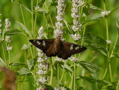 Apyrrothrix araxes
