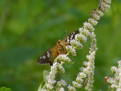 Apyrrothrix araxes