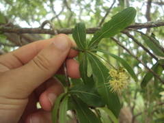 Terminalia australis