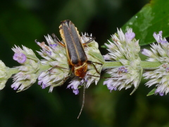 Chauliognathus obscurus