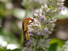 Chauliognathus obscurus