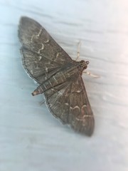 Pilocrocis