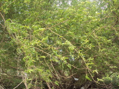 Terminalia australis