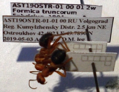 Formica truncorum