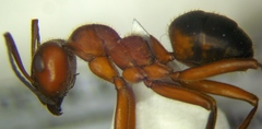 Formica truncorum
