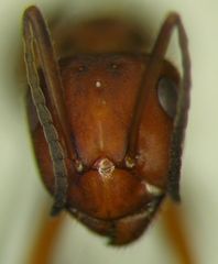 Formica truncorum
