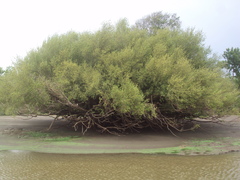 Terminalia australis