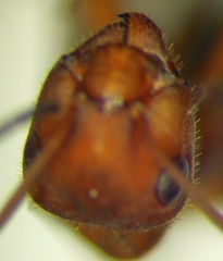 Formica truncorum