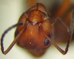 Formica truncorum