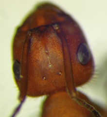 Formica truncorum