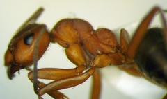 Formica truncorum