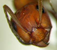 Formica truncorum