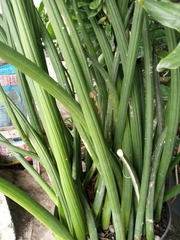 Sansevieria cylindrica