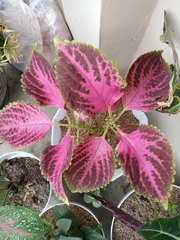 Coleus scutellarioides