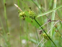 Carex cryptolepis