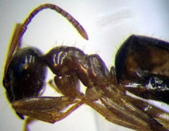 Lasius alienus