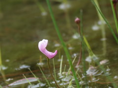 Utricularia resupinata