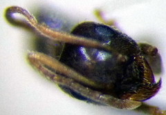 Lasius alienus