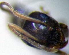 Lasius alienus