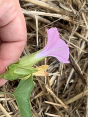 Ipomoea fimbriosepala