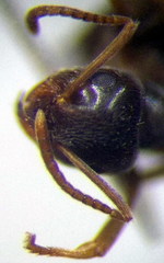 Lasius alienus
