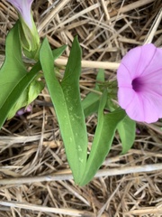Ipomoea fimbriosepala
