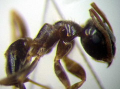 Lasius alienus