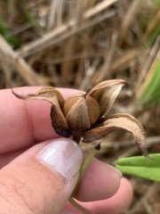 Ipomoea fimbriosepala