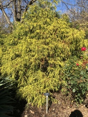 Chamaecyparis pisifera