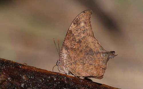 Pale-spotted Leafwing