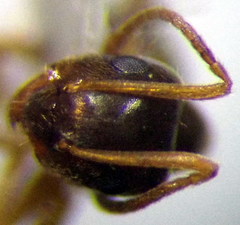 Lasius alienus