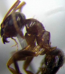 Lasius alienus