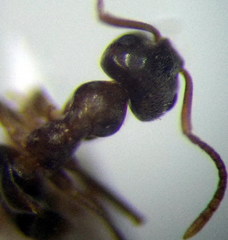 Lasius alienus