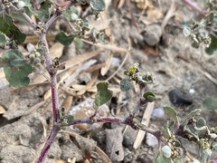 Tidestromia lanuginosa