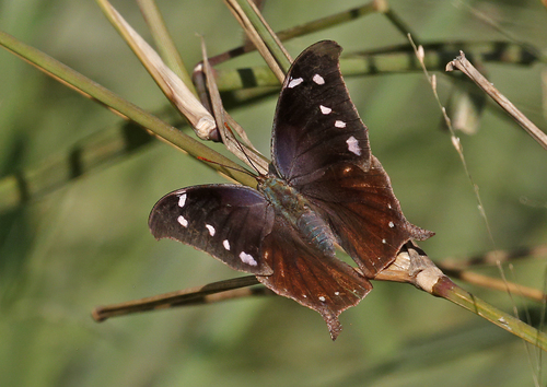 Pale-spotted Leafwing