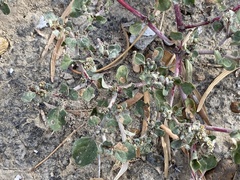 Tidestromia lanuginosa