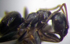 Lasius alienus