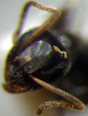 Lasius alienus