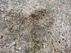 Tidestromia lanuginosa
