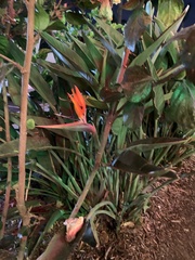 Strelitzia