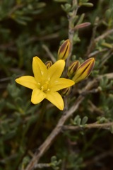 Triteleia piutensis