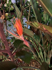 Strelitzia
