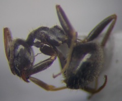 Lasius alienus